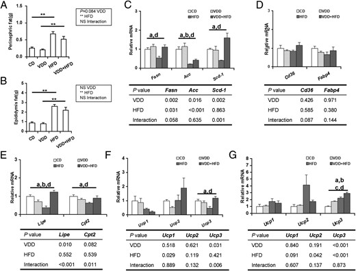 Effects of vitamin D deficiency on lipid-related genes in adipose tissue. Perinephric (A) and epididymal (B) fats were weighed (n = 20). The expression of lipid-related genes in adipose tissue was determined using real-time RT-PCR (n = 6). C, Genes for fatty acid synthesis in white adipose tissue. D, Genes for lipid transport in white adipose tissue. E, Lipolysis-related genes in white adipose tissue. F, Ucps in white adipose tissue. G, Ucps in brown adipose tissue. Data were expressed as mean ± SEM. NS, nonsignificant. *, P < .05; **, P < .01; a, P < .05 CD vs HFD; b, P < .05 VDD vs VDD+HFD; c, P < .05 CD vs VDD; d, P < .05 HFD vs VDD+HFD.