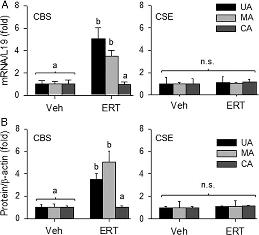Comparisons of the effects of E2β replacement therapy (ERT) on CBS and CSE mRNA (A) and protein (B) expression in uterine and systemic arteries from OVX ewes. Data (mean ± SEM) were summed from 3–5 different ewes/group. Different letters differ significantly; n.s., no statistical difference.