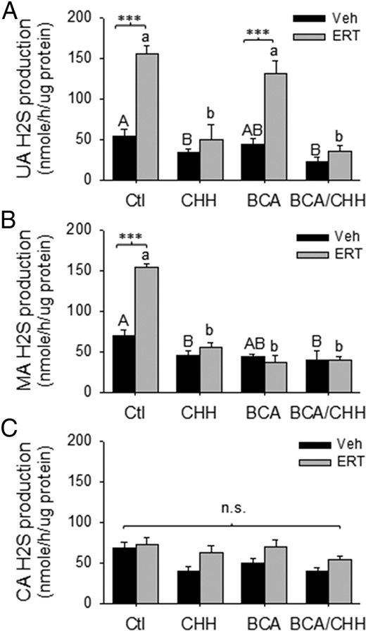 Effects of E2β replacement therapy (ERT) on H2S production in UA (A), MA (B), and CA (C) from OVX ewes. Proteins from OVX ewes were used to measure H2S production in the presence or absence of the specific inhibitors of CBS (CHH), CSE (BCA), or their combination. Data (mean ± SEM) are from 3 different ewes per group. ***, P < .001; bars with different letters differ significantly; n.s., not statistically different.