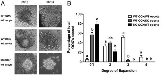 Epab−/− oocytes fail to promote cumulus expansion and Epab−/− CCs fail to undergo expansion in the presence of WT oocytes. Oocytes and OOXs were obtained from COCs of 12-week-old WT or Epab−/− mice and cultured in combinations, as indicated, for 16 hours in the presence (+) or absence (−) of 10-ng/mL EGF. A, Representative images of OOX/oocyte coculture combinations in the presence or absence of 10-ng/mL EGF. WT OOXs cultured with WT oocytes showed cumulus expansion in the presence of EGF. Conversely, WT OOXs cultured with KO oocytes or KO OOXs cultured with WT oocytes did not undergo expansion despite EGF treatment. Scale bar, 10 μm. B, Cumulus expansion of OOXs was scored after 16 hours of coculture with WT or Epab−/− DOs in the presence of EGF. The grade of cumulus expansion was assessed as previously described (55). A score of 0/1 indicates no detectable response (0) or the minimum observable response (1). A score of 4 indicates the maximum degree of expansion in which the cumulus oophorus and corona radiata have undergone expansion. A score of 2 or 3 indicate intermediate levels of expansion between 0/1 and 4. Data are presented as mean ± SEM from 3 independent experiments. Bars with different letters are significantly different (P < .05). Significance was determined by one-way ANOVA.