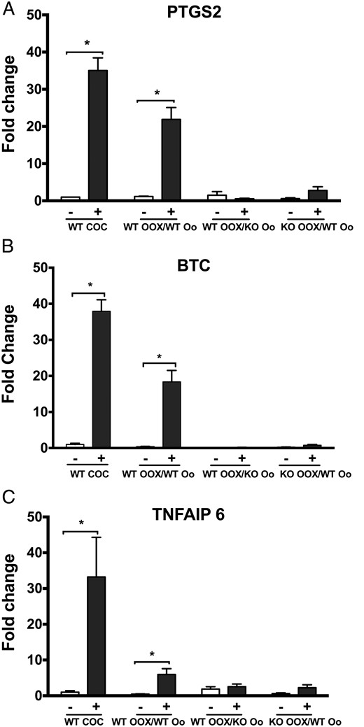 The expression of transcripts encoding proteins that mediate cumulus expansion do not increase in response to EGF in CCs from WT OOX/KO oocyte and KO OOX/WT oocyte groups. Oocytes (Oo) and OOX's were obtained from COCs of 12-week-old WT or Epab−/− mice 44–48 hours after PMSG injection. The expression of Ptgs2 (A), Btc (B), and Tnfaip6 (C) in CCs after 16 hours of coculture in the presence or absence of 10-ng/mL EGF was assessed using qRT-PCR. Expression of target genes was normalized to β-actin levels, and results are shown as the fold change in gene expression between EGF stimulation (+) and no EGF stimulation (−). Data are presented as mean ± SEM from 3 independent experiments. *, significance between transcript levels with or without EGF treatment (P < .05). Significance was determined by t test.