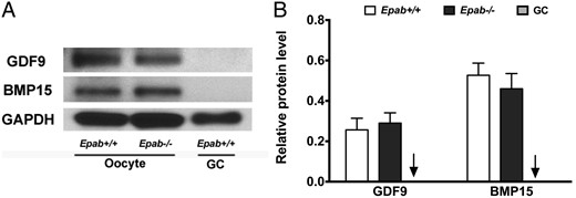 The expression of GDF9 and BMP15 is not altered in the oocytes of Epab−/− mice. A, GDF9 and BMP15 expression was detected by Western blot analysis using 300 GV oocytes from WT or Epab−/− mice. GCs from WT mice were used as a negative control. B, Band intensities were analyzed using densitometry and normalized to GAPDH. Data are represented as the mean ± SEM from 3 independent experiments. There was no significant difference in GDF9 or BMP15 expression between WT and Epab−/− oocytes. Arrow designates WT GC bar.