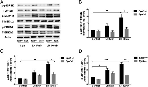 The response to LH stimulation is impaired in GCs of Epab−/− mice. A–D, Western blot analysis was performed to compare LH-induced phosphorylation of MEK1/2, ERK1/2, and p90RSK in GCs from WT and Epab−/− mice. GCs were collected from WT and Epab−/− mice at 12 weeks of age 44–48 hours after 5-IU PMSG injection, cultured, serum starved, and treated with LH (1 μg/mL) for 5 and 10 minutes. Representative Western blottings of total (T) and phosphorylated (p) proteins are shown in A. The intensity of Western blot bands was analyzed using densitometry. The ratio of p-MEK1/2 (B), p-ERK1/2 (C), and p-p90RSK (D) to total protein was normalized to untreated WT control. Data are presented as mean ± SEM from 3 separate experiments. *, significant difference between groups (*, P < .05; **, P < .01; ***, P < .001). Significance was determined by two-way ANOVA followed by Tukey's multiple comparisons test.