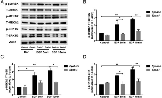 The response to EGF stimulation is impaired in GCs of Epab−/− mice. A–D, Western blotting was performed to compare EGF-induced phosphorylation of MEK1/2, ERK1/2, and p90RSK in GCs from WT and Epab−/− mice. GCs were collected from WT and Epab−/− mice at 12 weeks of age 44–48 hours after 5-IU PMSG injection, cultured, serum starved, and treated with EGF (10 ng/mL) for 5 and 10 minutes. Representative Western blottings of total (T) and phosphorylated (p) proteins are shown in A. The intensity of Western blot bands was analyzed using densitometry. The ratio of p-MEK1/2 (B), p-ERK1/2 (C), and p-p90RSK (D) to total protein was normalized to untreated WT control. Data are presented as mean ± SEM from 3 separate experiments. *, significant difference between groups (*, P < .05; **, P < .01; ***, P < .001). Significance was determined by two-way ANOVA followed by Tukey's multiple comparisons test.