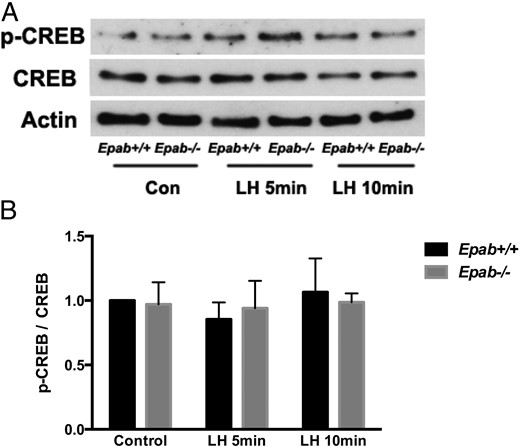 CREB activation does not increase in response to short-term LH treatment in GCs from WT or Epab−/− mice. Western bot analysis was performed to compare LH-induced phosphorylation of CREB in GCs from WT and Epab−/− mice. GCs were collected from WT and Epab−/− mice at 12 weeks of age 44–48 hours after 5-IU PMSG injection, cultured, serum starved, and treated with LH (1 μg/mL) for 5 and 10 minutes. Representative Western blottings of total (T) and phosphorylated (p) CREB are shown in A. The intensity of Western blot bands was analyzed using densitometry (B). The ratio of p-CREB to total CREB was normalized to untreated WT control. Data are presented as mean ± SEM from 3 separate experiments. Phosphorylation of CREB was not significantly different in WT or Epab−/− GCs after 5 or 10 minutes of LH treatment.