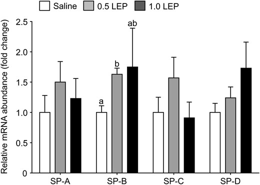 Mean ± SEM relative mRNA abundance of SP-A, B, C, and D in the lungs of sheep fetuses infused iv with either saline or leptin (0.5 or 1.0 LEP) for 5 days. For each gene, values with different letters are significantly different from each other, one-way ANOVA, P < .05.