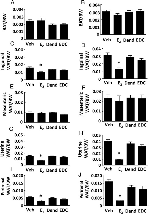 Fat depots in ovariectomized female mice are decreased by E2 but not by EDC. Wild-type ovariectomized female mice were placed on control chow (A, C, E, G, and I) or Western diet (B, D, F, H, and J), treated for 12 weeks with control vehicle (Veh), E2, empty dendrimer control (Dend), or an estrogen equivalent amount of EDC, and multiple fat depots were quantified. The depots were intrascapular BAT (n = 8–10 for control diet and n = 17–21 for high-fat diet) (A and B), inguinal WAT (n = 8–13) (C and D), mesenteric WAT (n = 8–13) (E and F), uterine WAT (n = 8–10 for control diet and n = 16–21 for high-fat diet) (G and H), and gonadal WAT (n = 6–10) (I and J). Values are mean ± SEM; *, P < .05 vs vehicle control.
