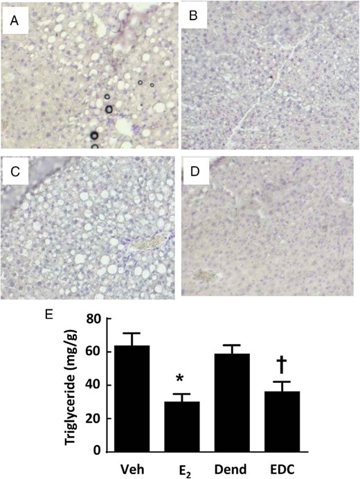 Hepatic steatosis is blunted by E2 and EDC. Wild-type ovariectomized female mice were placed on Western diet and treated for 12 weeks with control vehicle (Veh) (A), E2 (B), empty dendrimer control (Dend) (C), or an estrogen equivalent amount of EDC (D), and liver histology (×10 magnification) (A–D) and triglyceride content (E) were evaluated. In E, values are mean ± SEM, n = 10–13; *, P < .05 vs vehicle control; †, P < .05 vs dendrimer.