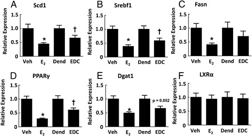 Genes regulating fatty acid and triglyceride synthesis in the liver are down-regulated by E2 and EDC. Wild-type ovariectomized female mice were placed on Western diet and treated for 12 weeks with control vehicle (Veh), E2, empty dendrimer control (Dend), or an estrogen equivalent amount of EDC, and liver samples were obtained. Quantitative RT-PCR was then performed to evaluate transcript levels for Scd1 (A), Srebf1 (B), Fasn (C), PPARγ (D), Dgat1 (E), and LXRα (F). Values are mean ± SEM, n = 9–13; *, P < .05 vs vehicle control; †, P < .05 vs dendrimer.