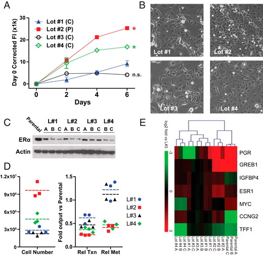 Hormone depletion in different CSS lots yields unique proliferative and signaling phenotypes. A, MCF-7 proliferation was assessed as in Figure 1. *, Two-way ANOVA vs lot 1 (P < .05 for cell line effect.) B–E, Methodology for assessing short-term endocrine resistance phenotypes are described in Materials and Methods. B, Representative phase-contrast images at magnification ×100 after 2 weeks of hormone deprivation. C, Immunoblotting from hormone-deprived MCF-7 cells was performed using crude protein lysates after DNA/RNA extraction as described in Materials and Methods. Panels A–C represent biological triplicate samples; protein could not be extracted from lot 4-A. D, Left panel, Cell number was determined by DNA quantification relative to a standard curve of parental MCF-7 cells. D, Right panel, Relative transcription (total RNA) and metabolism (Alamar Blue) vs parental MCF-7 cells were determined as described in Materials and Methods. E, Quantitative PCR for target genes was normalized to ribosomal protein lateral stalk subunit P0. Data are normalized to lot 3 because this lot was used by us previously (6). A–C represent biological triplicate samples.