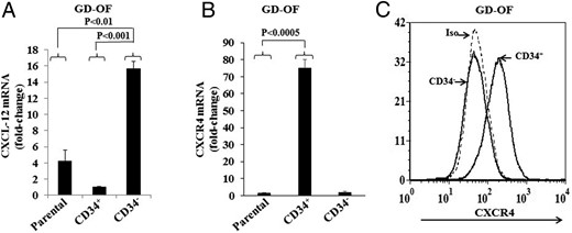 Expression patterns of CXCL-12 and CXCR4 in GD-OF subjected to cell sorting into pure CD34+OF and CD34−OF subsets. Monolayers were harvested, RNA extracted, and mRNA subjected to PCR for (A) CXCL-12 mRNA and (B) CXCR4 mRNA. Data are expressed as the mean ± SD of 3 independent replicates. C, Flow cytometric analysis of CXCR4 display on CD34+ and CD34− OF.