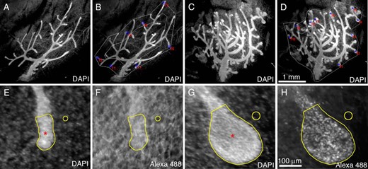 Image acquisition and analysis procedures for semiquantitative determination of epithelial cell proliferation in whole mouse MG. Representative images of whole mouse MG from mice OVX at 21 days of age and treated with either vehicle (A and B and E and F) or 17β-estradiol (200nM in drinking water) (C and D and G and H) for 156 hours. Low-magnification images of whole DAPI-stained MG were captured (A and C), and ductal termini at the leading edge of the ductal network were tagged (B and D) for imaging at higher magnification. Scale bar, 1 mm. Proliferating epithelial cells were detected using Alexa Fluor 488 Click-iT histochemistry for EdU (F and H) against a DAPI counterstain (E and G). Exposure time was recorded for each image acquired. Mean grayscale values (AUs) were measured from a user-defined ROI (red asterisk) for both Alexa Fluor 488 and DAPI images using FIJI. Background mean grayscale values were also recorded (open circle). Scale bar, 100 μm.