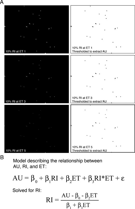 Quantification of RI using a standard curve derived from InSpeck fluorescent beads. A, Representative images of InSpeck fluorescent beads (green) having 10% RI. Images were captured at 5–6 different ETs ranging from near-saturated to near-absent signal. Representative images depicting high (ET1), intermediate (ET3), and low (ET5) signal are shown in A. Thresholding was applied to these images, and mean grayscale values (AUs) were measured using FIJI. B, Regression model describing the relationship between AU, ET, and RI, including random error (ϵ). Known RI and ET, along with measured AU from the InSpeck fluorescent bead standards, allows for extraction of regression coefficients (β). The model can then be algebraically solved for RI, enabling the calculation of RI for any image where ET and AU are known.