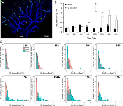 Estrogen stimulates epithelial cell proliferation in the ductal termini of whole mouse MG. A, Representative image a whole MG from a mouse OVX at 21 days of age then administered 17β-estradiol in the drinking water (200nM) for 156 hours. Proliferating epithelial cells were detected by EdU histochemistry (green), with DAPI overlay (blue). Arrows indicate proliferative TEBs. Asterisks indicate termini with a low level of proliferation. B, Relative fluorescence intensity was quantified using FIJI, and data were deconvoluted using a standard curve-based approach and expressed as the ratio of green to blue fluorescence. Data are mean green to blue ratio ± SEM; n = 4–9/time points per group; *, P < .05 vs control within a time point. C, Frequency histograms for RI of individual termini, with overlaid density plots, at various time points following treatment with vehicle or 17β-estradiol (n = 27–56 termini/group per time point).