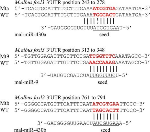 Prediction of miR-9 and miR-430a with potential target gene foxl3 of M albus. Underlining indicates seed region of miR-9, miR-430a, or miR-430b of M albus. Red font indicates the complementary sequence of the seed region between WT and Mt sequence. Prediction of miR-430b with potential target gene foxl2 was cited from our previous study (22).