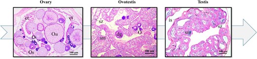 Typical gonad characteristics at different stages of M albus gonadal development. Gonad histology revealed M albus sex change from female (oocytes at all known developmental stages) to male (mature sperm in the gonad) via intersex by hematoxylin and eosin staining of the ovary, ovotestis, and testis. Scale (in each graph), 100 μm. ct, connective tissue; dg, degenerating oocyte; is, interstitial tissue; O, oocytes; OI, oocytes at stage I; OII, oocyte at stage II; OIII, oocyte at stage III; sm, seminiferous; sz, spermatozoa.