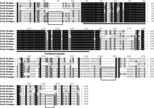 Amino acid sequence comparison of Foxl2 and Foxl3 among M albus, D labrax, D rerio, and O latipes. The solid line indicates the Forkhead domain; the black box indicates the specific amino acid residues of Foxl2. NCBI GeneBank accession numbers are as follows: Foxl3 family, D labrax, AFV13295; D rerio, AAI62838; O latipes, XP 004070713; and Foxl2 family, M albus, AGM34484; D labrax, AGS36082; D rerio, NP 001038717; O latipes, NP 001098358
