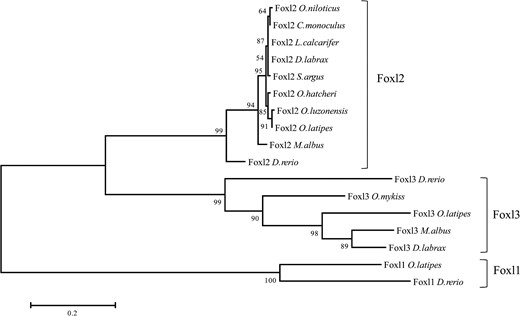 Phylogenetic tree based on proteins of the forkhead family transcription factors from selected teleosts using maximum likelihood method. NCBI GeneBank accession numbers include the following: Foxl2 family, O niloticus, NP 001266707; Cichla monoculus, AFU74229; Lates calcarifer, AKI32579; D labrax, AGS36082; Scatophagus argus, AHZ08826; Odontesthes hatcheri, ACL80211; Oryzias luzonensis, BAH05020; O latipes, NP 001098358; M albus, AGM34484; D rerio, NP 001038717; Foxl3 family, D rerio, AAI62838; O mykiss, NP 001117956; O latipes, XP 004070713; D labrax, AFV13295; and Foxl1 family, O latipes, NP 001116391; D rerio, NP 957278. Note: the numbers at each branch indicate the bootstrap values obtained with 1000 replicates.