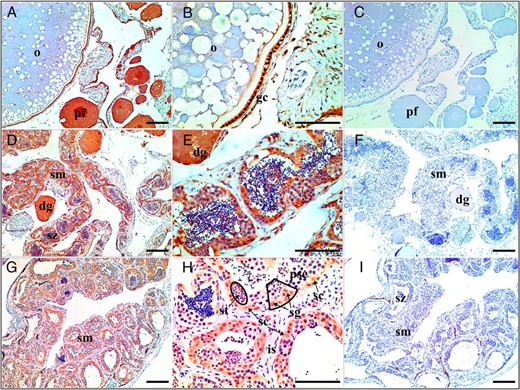 Immunohistochemical localization of Foxl3 at different stages of M albus gonadal development. Location of Foxl3 protein in the ovary (A and B), ovotestis (D and E), and testis (G and H) are shown. Negative control with no added anti-Foxl3 antibodies (C, F, and I) are also shown. Scale in each graph, 100 μm. Black box shows the process of spermatogenesis from spermatogonia, spermatocyte first order, and spermatocyte second order to spermatid. dg, degenerating oocyte; gc, granulosa cell; is, interstitial tissue; o, oocyte; pf, previtellogenic follicle; psc, spermatocytes; sg, spermatogonia; sc, Sertoli cells; sm, seminiferous; st, spermatid; sz, spermatozoa.