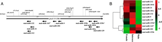 The predicted binding sites and differential expression of potential miRNAs on the foxl3 3′UTR of M albus. A, The horizontal lines indicate a 602-bp foxl3 3′UTR sequence of M albus, with the restriction enzyme sites. Each arrow indicates that the binding sites of potential miRNAs is predicted by at least three softwares. B, Hierarchical cluster analysis of predicted miRNA expression. Expression levels of each miRNA were normalized in transcripts per million. The differential expression of miR-21 and miR-9 was cited from our previous study (22).
