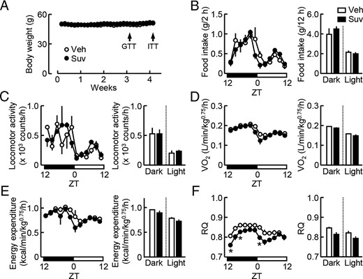 Influence of the daily awake-phase administration of suvorexant on the regulation of the energy balance in db/db mice. Suvorexant (closed symbols, Suv, 30 mg/kg) or vehicle (open symbols, Veh) was administered by p.o. at ZT12 for 4 weeks to db/db mice (males, 11 wk old). Daily changes in the energy balance were analyzed using a metabolism measuring system. A, Time course of body weight gain. B, Food intake. Left, Daily changes in the meal size every 2 hours. Right, Total amount during the light and dark phases. C–F, Locomotor activity (C), O2 consumption (D), energy expenditure (E), and RQ (F). Left, Daily changes in the respective parameters expressed as average levels during 2-hour measurements. Right, Average levels during the light and dark phases. Data were the mean ± SEM (n = 3–4). *, P < .05, determined by the t test. GTT, glucose tolerance test. ITT, insulin tolerance test.