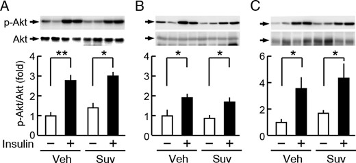 Suvorexant did not affect insulin signaling in the peripheral tissues of db/db mice. db/db mice were treated daily with suvorexant (0 or 50 mg/kg) at ZT0 for 3 weeks. A–C, Insulin-induced phosphorylation of Akt in the liver (A), skeletal muscle (B), and epididymal adipose tissues (C). In this analysis, mice were treated with suvorexant (Suv) or vehicle (Veh), fasted for 16 hours, and then iv injected with insulin (4.0 U/kg, 15 min) or saline. Values represent fold changes in the phosphorylation level (p-Akt/Akt) from the saline-injected controls in mice treated with vehicle. Data were the mean ± SEM (n = 3–5). *, P < .05 and **, P < .01. p, phosphorylated.