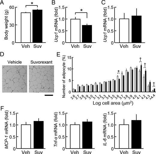 Influence of the prolonged treatment with suvorexant on the energy balance in db/db mice. Suvorexant (closed columns, Suv, 30 mg/kg) or vehicle (open columns, Veh) was administered by p.o. at ZT0 for 6 weeks to db/db mice (males, 11 wk old). Adipose tissues were dissected at ZT6 under the 6-hour fasting condition. A, Body weight. B and C, mRNA levels of Ucp1 in brown (B) and white (epididymal) adipose tissues (C). D, Typical hematoxylin and eosin staining images of epididymal adipose tissue sections from vehicle-treated (left) and suvorexant-treated db/db mice (right). Scale bar, 200 μm. E, Distribution histogram of the adipocyte size. The areas of adipocytes were measured (magnification, ×4) in 4 slices of epididymal adipose tissues from each mouse and averaged. F, mRNA levels of MCP-1, Tnf-α, and IL-6 in epididymal adipose tissues. Data were the mean ± SEM (n = 10–11). *, P < .05 and †, P < .1.