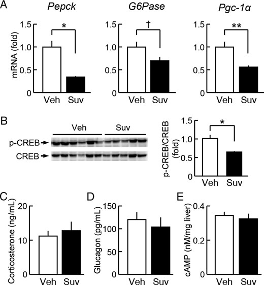 Influence of the daily resting-phase administration of suvorexant on hepatic glucose regulation in db/db mice. Suvorexant (closed columns, Suv, 30 mg/kg) or vehicle (open columns, Veh) was administered by p.o. at ZT0 for 6 weeks to db/db mice (males, 11 wk old). Liver tissues and blood samples were then obtained at ZT6 under 6-hour fasting conditions. A, mRNA levels of Pepck, G6Pase, and Pgc-1α in the liver. B, Phosphorylation levels of CREB in the liver. C and D, Serum levels of corticosterone (C) and glucagon (D). E, cAMP levels in the liver. Data were the mean ± SEM; n = 10–11. *, P < .05; **, P < .01; and †, P < .1 vs vehicle.