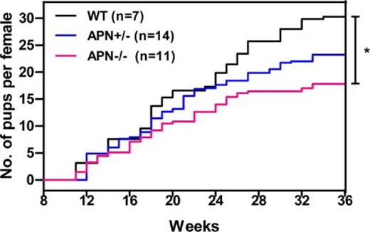 Adiponectin homozygotic mutation induces subfertility in female mice. Comparison of the cumulative number of pups per female mouse was observed in the 28-week period. WT female (black line, n = 7), APN+/− female (blue line, n = 14), and APN−/− female (red line, n = 11); *, P < .05, APN−/− vs WT mice. Data were represented as mean ± SEM. Significant differences were determined using one-way ANOVA analysis, followed by Tukey’s post hoc test.