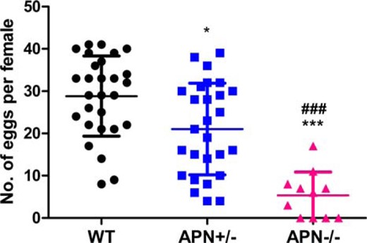 Ovulated oocytes are down sharply in the APN−/− mice. Thirty-two-day-old female mice of WT (n = 28), APN+/− (n = 27), and APN−/− (n = 11) were stimulated with PMSG/hCG, then oocytes were collected and calculated from the 3 genotype mice after superovulation; *, P < .05, APN+/− vs WT mice; ***, P < .001, APN−/− vs WT mice; ###, P < .001, APN−/− vs APN+/− mice. Data were represented as mean ± SEM. Significant differences were determined using one-way ANOVA analysis, followed by Tukey’s post hoc test.