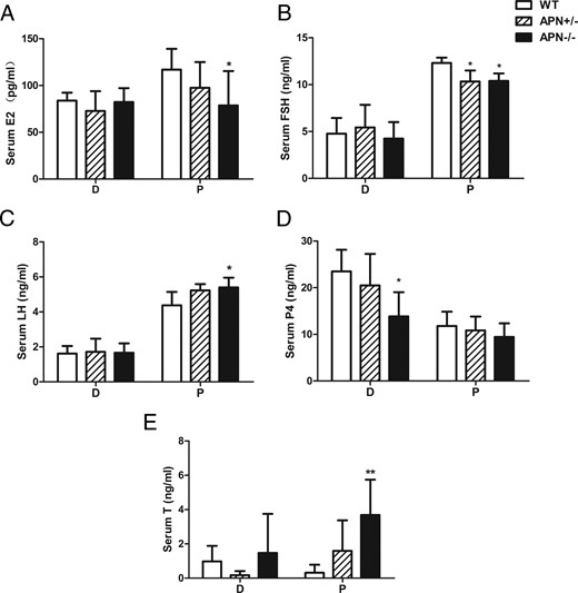 Adiponectin deletion affects the production of sex hormones. A–E, At 4 months of age, serum levels of E2, FSH, LH, P4, and T in WT, APN+/−, and APN−/− mice at D (diestrus) and P (proestrus); *, P < .05; **, P < .01, vs WT mice. Data were represented as mean ± SEM, n = 7. Significant differences were determined by one-way ANOVA, followed by Tukey’s post hoc test.