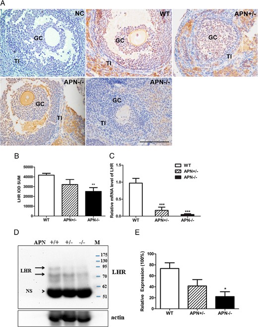 LHR expression is reduced in the adiponectin-deficient ovary. A, Immunohistochemical localization of LHR protein in the ovarian follicles of WT, APN+/−, and APN−/− mice at 4 months of age. Negative control (NC) is nonimmune serum control of LHR. LHR was detected in TI cells, GCs, of WT and APN+/− but was only weakly expressed or undetectable in TI cells and GCs of APN−/−. Original magnification, ×400; scale bar, 100 μm. B, Quantification of LHR-positive cells in the ovary; **, P < .01, APN−/− vs WT mice. C, Relative mRNA levels of LHR in ovarian tissue of the 3 genotypes; ***, P < .001, vs WT mice. Data were expressed as mean ± SEM, n = 7. Significant differences were determined by one-way ANOVA analysis, followed by Tukey’s post hoc test. D, Western blot analysis of LHR expression in the ovaries of WT, APN+/−, and APN−/−. E, Quantification of LHR expression in the 3 groups; *, P < .05, APN−/− vs WT mice. Owing to various glycosylation modifications, LHR appeared from 85–95 kDa (24), indicated by the 2 arrows’ NS, nonspecific band; M, marker.