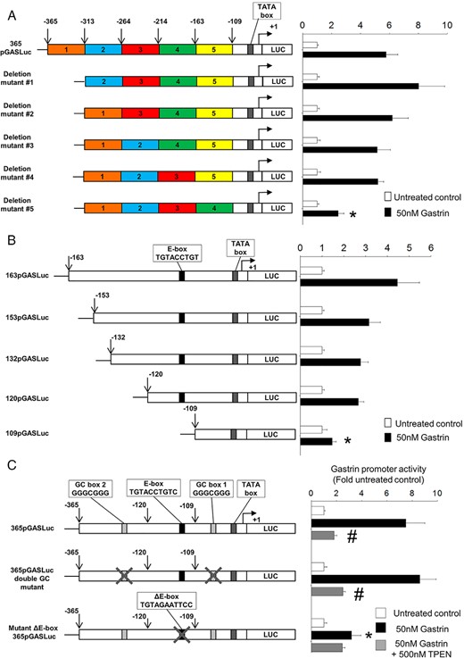 Mutation of the zinc-response element in the proximal gastrin promoter or zinc chelation completely abolishes gastrin-induced gastrin promoter activity. A, Gastrin promoter activity was measured in AGS-CCK2R cells transfected with the gastrin promoter luciferase construct 365pGASLuc or with one of the 5 mutants with block deletions of approximately 50 bp generated from the 365pGASLuc construct. Cells were treated with 50nM gastrin for 16 hours. The firefly luciferase activity of each construct was expressed as a ratio of the corresponding value for untreated cells. Values are expressed as the mean ± SEM of at least 3 separate experiments. *, P < .05 vs 365pGASLuc. B, Gastrin promoter activity was measured in AGS-CCK2R cells transfected with 163pGASLuc, 153pGASLuc, 132pGASLuc, 120pGASLuc, or 109pGASLuc gastrin promoter luciferase constructs. *, P < .05 vs 163pGASLuc. C, Gastrin promoter activities were determined in the presence or absence of 500nM TPEN in AGS-CCK2R cells transfected with either the wild-type 365pGASLuc construct, or the ΔE-box365pGASLuc mutant, or the 365pGASLuc double GC mutant, in which both the GC box sequences (GGGCGGG) were mutated. *, P < .05 vs 365pGASLuc; #, P < .05 vs gastrin-treated wild-type 365pGASLuc.