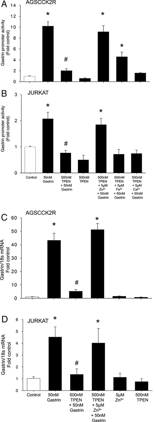 TPEN inhibition of gastrin promoter activity and gastrin mRNA expression is reversed in the presence of exogenous Zn2+ ions. Gastrin promoter activity was measured in AGS-CCK2R cells (A) or Jurkat cells (B) transfected with 365pGASLuc in the presence of 500nM TPEN in combination with either Zn2+, Fe3+ (ferric ammonium citrate), or Ca2+ ions. Values are expressed as the mean ± SEM of at least 3 separate experiments. *, P < .05 vs 365pGASLuc; #, P < .05 vs gastrin-treated 365pGASLuc. Gastrin mRNA expression was measured by real-time PCR in AGS-CCK2R cells (C) or Jurkat cells (D) transfected with 365pGASLuc in the presence of 500nM TPEN in combination with either Zn2+, Fe3+, or Ca2+ ions. Gastrin mRNA was expressed relative to the amount of 18S rRNA. Values (mean ± SEM of at least 3 separate treatments) were expressed as the fold increase relative to the corresponding untreated cells. *, P < .05 vs untreated control; #, P < .05 vs 50nM gastrin-treated cells.