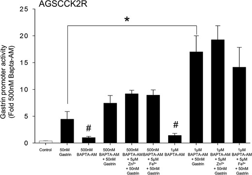 Augmentation of gastrin-induced gastrin promoter activity in the presence of the intracellular calcium chelator BAPTA-AM. Gastrin promoter activity was measured in the presence of BAPTA-AM at the indicated concentration in AGS-CCK2R cells transfected with the 365pGASLuc plasmid. Values (mean ± SEM of at least 3 separate treatments) were expressed as the fold increase relative to cells treated with 500nM BAPTA-AM. #, P < .05 vs control.
