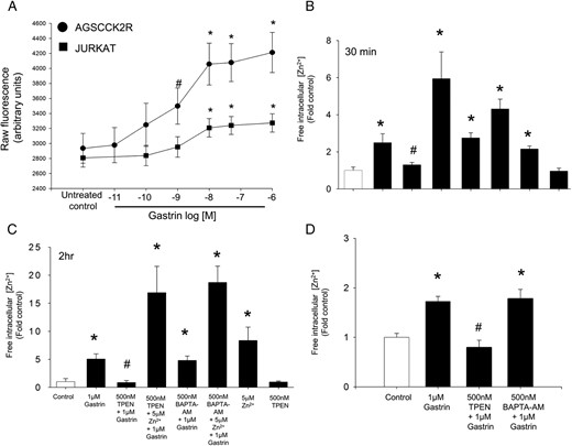 CCK2R activation by gastrin increases intracellular free Zn2+. A, The first panel shows the raw fluorescence increase in AGSCCK2R or Jurkat cells preloaded with FluoZin-3 after the treatment with increasing doses of gastrin for 45 minutes. The raw fluorescence readings for Fmin (10μM TPEN) and Fmax (500μM ZnCl2) were 2062 ± 142 and 22 586 ± 114, respectively, for AGS-CCK2R cells. Similarly for Jurkat cells, the raw fluorescence reading for Fmin and Fmax were 486 ± 60 and 5887 ± 149, respectively. *, P < .05 vs untreated control by one way ANOVA; #, P < .05 vs control by t test. The concentration of intracellular free Zn2+ ions was determined using the FluoZin-3 fluorescent probe in gastric AGS-CCK2R cells treated with 1μM gastrin for either 30 minutes (B) or 2 hours (C), or in colorectal Colo-CCK2R cells treated with 1μM gastrin for 30 minutes (D). Fluorescence was measured, and Fmin and Fmax were determined by addition of 10μM TPEN and 500μM ZnCl2, respectively. The free Zn2+ concentration (nM) was calculated as described in Materials and Methods, and values (mean ± SEM of at least 3 separate treatments) were expressed as the fold increase relative to untreated cells.