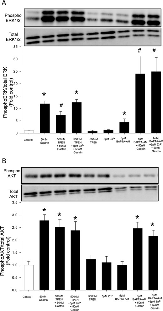 Zinc chelation does not inhibit gastrin stimulation of the MAPK or PI3K pathway. Phosphorylation of ERK1/2 (A), a mediator of the MAPK pathway, and of AKT (B), a mediator of the PI3K pathway, was measured by Western blot analysis as described in Materials and Methods after treatment of AGS-CCK2R cells with 50nM gastrin for 2 hours either in the presence of the zinc chelator TPEN or the calcium chelator BAPTA-AM. Band densities were determined and are presented as the ratio of densities of phosphorylated to total protein. Values are expressed as the mean ± SEM of at least 3 separate experiments. *, P < .05 vs untreated control cells; #, P < .05 vs 50nM gastrin-treated cells.