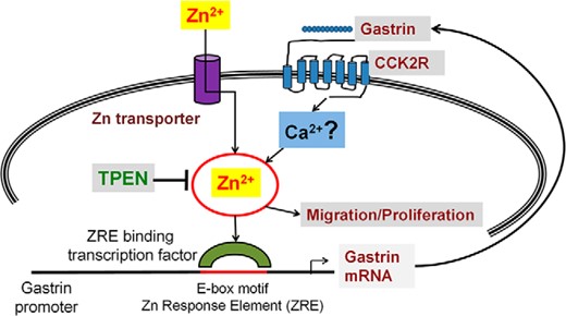 Gastrin, the CCK2R and zinc signaling. An increase in intracellular free Zn2+ ions (the Zn wave), in response to either CCK2R activation by gastrin, or uptake of exogenous extracellular Zn2+ ions via Zn2+ transporters, modulates the downstream activation of the E-box-binding transcription factor, which controls the expression of gastrin mRNA in GI cancer cells. The release of more gastrin into the surrounding medium ultimately results in an autocrine increase in proliferation and migration and stimulates the development of GI cancers. The involvement of Ca2+ ions downstream of the CCK2R remains unclear and further research is warranted.
