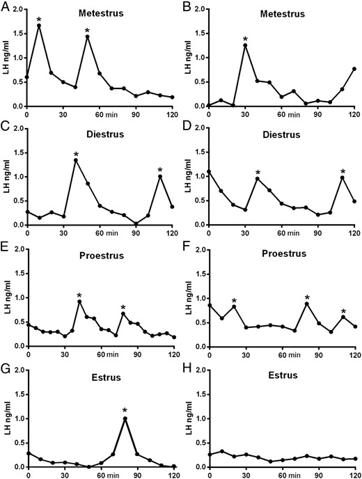 Representative profiles of LH secretion in female mice at different stages of the estrous cycle. Two examples are given for each stage A–H. Pulses detected by the DynePeak algorithm are indicated with an asterisk. Sampling was undertaken between 11:00 am and 1:00 pm.