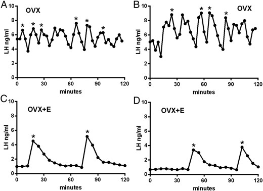 Representative profiles of LH secretion in two OVX (A and B) and two OVX+E (C and D) mice modeling estrogen-negative feedback. Pulses detected by the DynPeak algorithm are indicated with an asterisk. Sampling was undertaken between 11:00 am and 1:00 pm.
