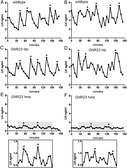 Diagrams showing representative profiles of LH secretion in two wild-type (A and B) and two heterozygous (C and D) and two homozygous (E and F) GNR23 littermate mice. Pulses detected by the DynPeak algorithm are indicated with an asterisk. The LH profiles in grayed boxes in panels E and F are magnified below.