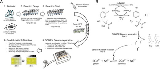 Schematic workflow diagram of the DEHAL1 assay. A, After preparing homogenous concentrations of the test samples in 50 μL (steps 1 and 2), the reaction is rapidly started by the addition of 50-μL substrate master mix (step 3) and incubated under specified conditions. After the separation of intact substrate molecules from the released iodide (step 5), the eluted iodide is transferred to relative quantification by the Sandell-Kolthoff reaction (step 6). B, Principle of coupling the enzymatic iodide release with the Sandell-Kolthoff reaction on a molecular level.