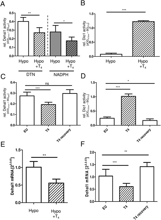 Regulation of Dehal1 and Dio1 activity and expression in hypothyroid and hyperthyroid male mice. T4 treatment of hypothyroid (Hypo) mice reduced renal Dehal1 activity and expression levels (A and E), whereas renal Dio1 activity increased under these conditions (B) (n = 4–5, mean ± SD, Student’s t test). This regulation pattern was confirmed in a second animal experiment comparing euthyroid (EU) and hyperthyroid (T4) mice. T4 treatment caused strongly reduced renal Dehal1 (C) and increased renal Dio1 (D) activities. After a washout phase, activities returned to BG levels in euthyroid animals. Changes in enzymatic activity were accompanied by respective differences in mRNA expression levels (F). C and D, n = 8, mean ± SD, ANOVA with Dunnet’s post hoc test.