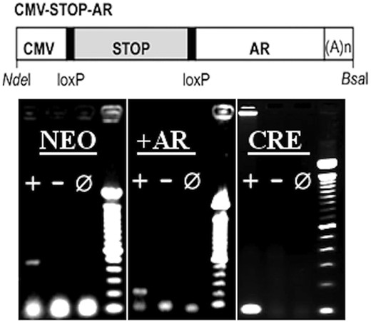 CMV-STOP-AR transgene. Diagram of CMV-STOP-AR transgene. CMV, mini-CMV promoter; STOP, floxed NEO-stop cassette; AR, human AR clone. loxP sites and restriction sites used to isolate transgene from vector backbone are indicated. A(n), polyadenylation sequence. PCR genotyping results: Transgenic positive (+),WT negative (−) and no DNA reactions (0) for all 3 genotyping protocols. The neo protocol indicated the presence of the neo stop of the AR transgene. The cre protocol indicated the presence of Nestin-Cre and CMV-Cre transgenes. +AR indicated the presence of the activated transgene. 100-bp ladder.