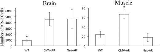 Number of AR-ir cells in brain and skeletal muscle. Both Nes-AR and CMV-AR transgenic males have approximately 4.5× more AR-ir cells in the brain compared with WT male mice. Furthermore, CMV-AR males have more approximately 3× more AR-ir nuclei in skeletal muscle compared with both Nes-AR and WT male mice.