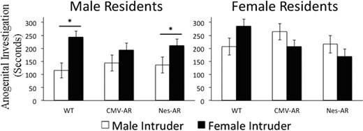 Anogenital investigation of male (white bars) and female (black bars) intruders on trial 1. Male residents (left) investigate female intruders longer than male intruders, with the exception of CMV-AR males; CMV-AR males investigate male and female intruders equally. WT, CMV-AR, and Nes-AR females do not preferentially investigate male or female intruders. *, P < .05; &, P < .09. Error bars, ±SE.