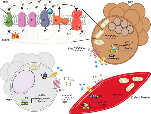 Tissue specific mechanisms of TH-mediated thermogenesis. In response to cold exposure, NE released from SNS nerve terminals binds β3-adrenergic receptors (β-AR) in BAT and WAT, increasing local and systemic FFA release along with an induction/activation of UCP1/3 and other potential thermogenic genes in BAT and skeletal muscle, respectively. Simultaneously, SNS stimulation activates D2 deiodinases in BAT and skeletal muscle that increase T3 levels, leading to the transactivation via TRs of thermogenic genes that ultimately govern the thermogenic capacities of BAT and skeletal muscle including PGC1α and mGPD. In BAT, UCP1 is activated by FFA release to transport protons from the mitochondrial intermembrane space (IMS) to the matrix, dissipating the proton gradient to produce heat. Similarly, we propose that skeletal muscle NST is activated in part by the uptake of FFA released from SNS-stimulated WAT lipolysis and UCP3 activation. MCT8, monocarboxylate transporter 8.