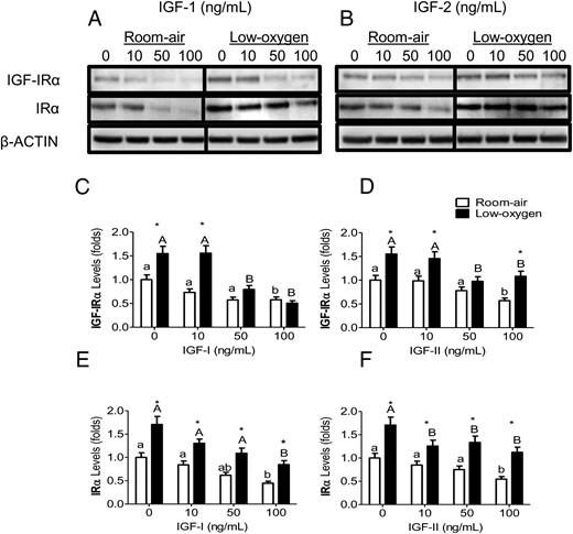 IGF-1R and IR levels in IGF-1 and IGF-2 and low-oxygen tension. PMSCs were cultured for 48 hours in either room air or low-oxygen tension with IGF-1 or IGF-2. By Immunoblotting, protein expression levels of IGF-1Rα or IRα were detected with increasing concentrations (0, 10, 50, 100 ng/mL) of IGF-1 (A) or IGF-2 (B). β-Actin is a protein loading control. C–F, Quantification of protein band intensity level (a two way ANOVA, n = 3, P < .05). a, Comparison between IGF concentration in the same oxygen tension; *, comparison between room air and low oxygen. Low-oxygen tension maintained higher levels of both receptors that was decreased with increasing concentrations of IGFs.