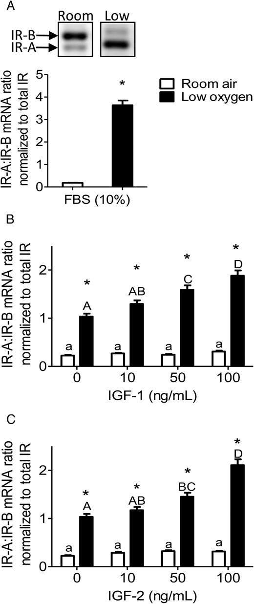 IR isoforms (A and B) are affected by low-oxygen tension and IGF concentration. PMSCs were cultured for 48 hours in either room air or low-oxygen tension with 10% FBS (A) or in the presence or absence of IGF-1 (B) or IGF-2 (C) (0, 10, 50, 100 ng/mL). By end-point PCR, mRNA levels of IR-A vs IR-B were measured and a ratio was calculated and normalized to total IR (two way ANOVA, n = 3, P < .05). a, Comparison between IGF concentration in same oxygen tension; *, comparison between room air and low oxygen. Low-oxygen tension increased the ratio of IR-A to IR-B, which is enhanced by increasing IGF-1 or IGF-2 concentration.