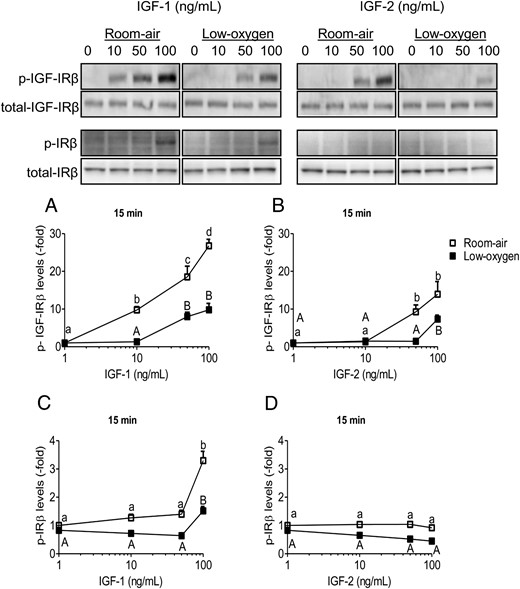 IGF-1Rβ and IR phosphorylation is dependent on IGF ligand, concentration, and oxygen tension. PMSCs were serum deprived for 24 hours in room air or low-oxygen tension and then stimulated for 15 minutes in the presence of increasing concentrations (0, 10, 50, 100 ng/mL) of IGF-1 or IGF-2. A and B, Levels of p-IGF-1Rβ with IGF-1 and IGF-2, respectively. C and D, Levels of IRβ with IGF-1 and IGF-2, respectively. Quantifications show levels of p-receptor normalized to total receptor and β-actin (two way ANOVA, n = 3, P < .05). a, Comparison between IGF concentration in the same oxygen tension. Low-oxygen tension deceased levels of IGF-1Rβ activation/phosphorylation, making it less sensitive to IGF-1 or IGF-2. Also, IRβ phosphorylation was less sensitive to IGF-2 than IGF-1.
